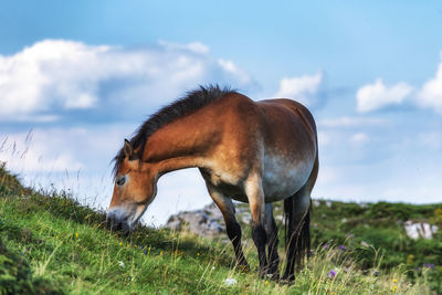 Horse grazing in field