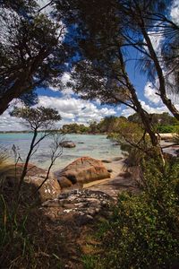 View of trees on beach