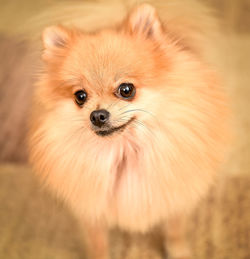 Close-up portrait of pomeranian dog