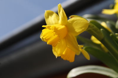 Close-up of yellow flower