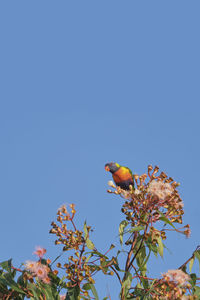 Low angle view of bird perching on a tree