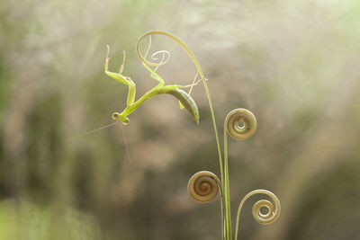 Hierodula venosa spesies mantis from borneo forest