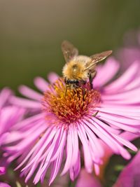 Close-up of bee pollinating on pink flower