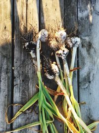 Close-up of plant