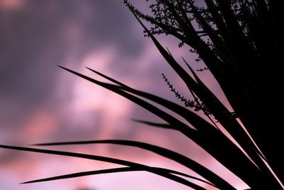 Close-up of silhouette plant against sky