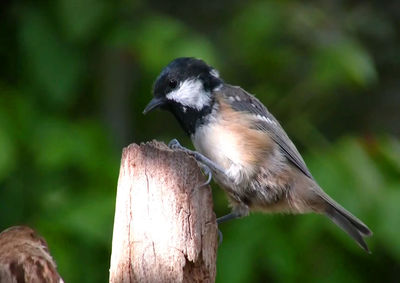 Close-up of bird perching on wood