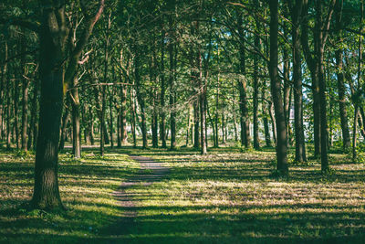 Scenic view of trees in forest