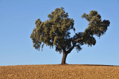 Tree on field against clear sky