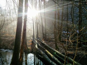 Low angle view of trees in forest