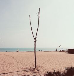 Bare tree on beach against clear sky