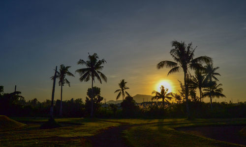 Silhouette palm trees on field against sky at sunset