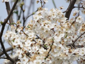 Close-up of white cherry blossoms in spring