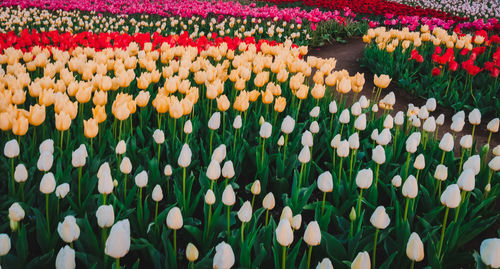 Close-up of multi colored tulips in field