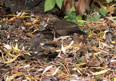 High angle view of snake on field