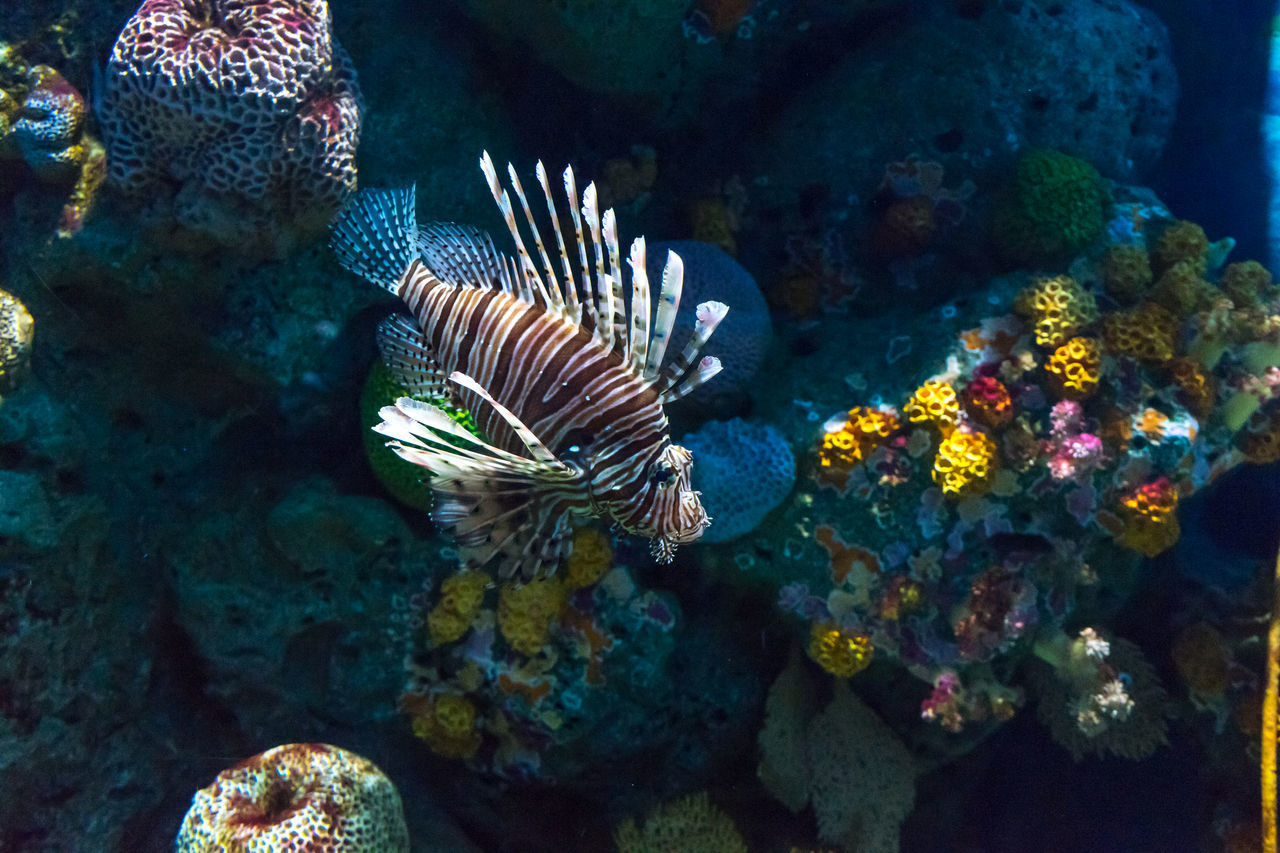 FISH SWIMMING UNDERWATER