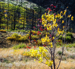 Yellow flowers growing on field