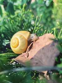 Close-up of snail on plant