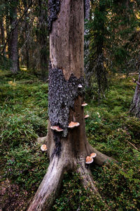 Full length of tree trunk in forest