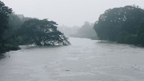 Scenic view of trees