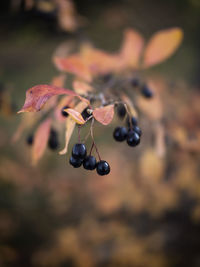 Close-up of fruits on tree
