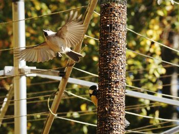 Close-up of bird flying over feeder