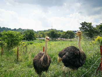 Ostriches in a farm