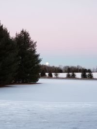 Trees on snow covered landscape against clear sky
