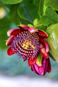 Close-up of passion flower on plant