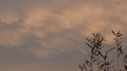 Low angle view of silhouette tree against sky