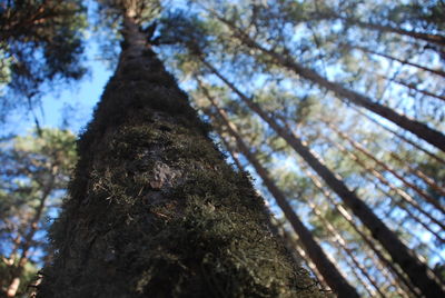 Low angle view of tree against sky