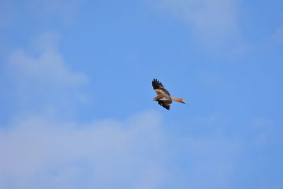 Low angle view of red kite flying