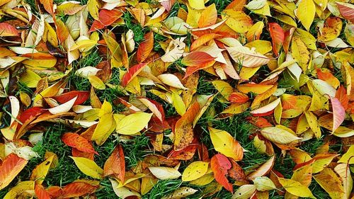 Full frame shot of leaves