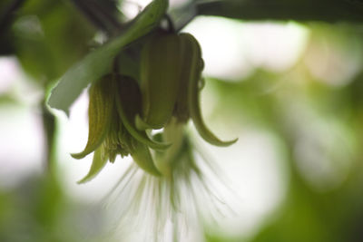 Close-up of flower