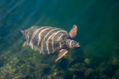 Close-up of fish swimming in sea