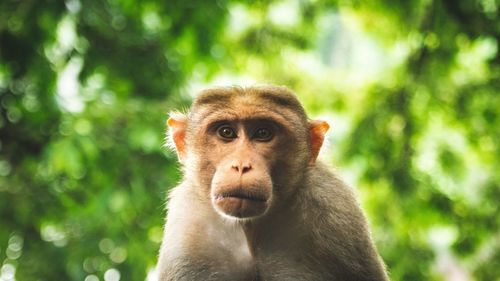 Close-up portrait of monkey on tree