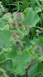 High angle view of plant growing on field