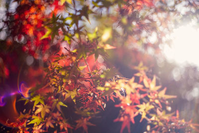 Close-up of maple leaves on tree during autumn