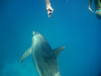 Dolphin swimming with people undersea