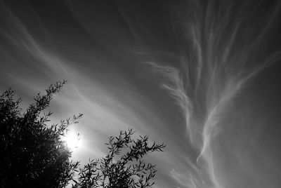 Low angle view of trees against sky