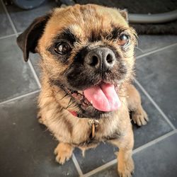 Close-up portrait of a dog