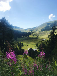 Scenic view of flowering plants on field against sky