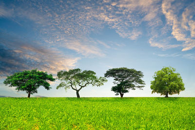 Trees on field against sky