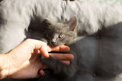 Midsection of person holding kitten