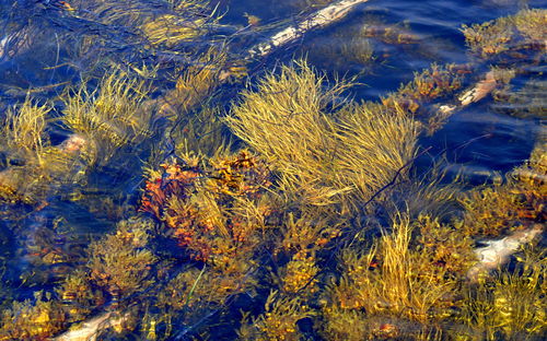 High angle view of plants by lake