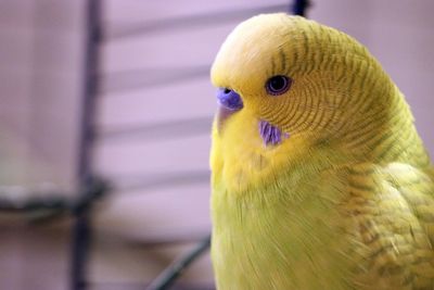 Close-up of parrot perching