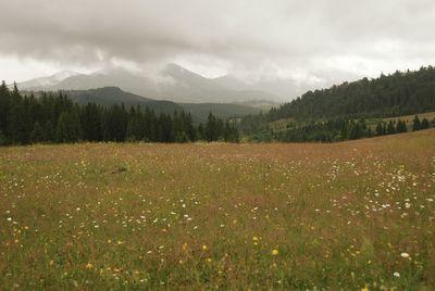 Scenic view of grassy field against cloudy sky