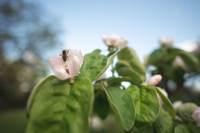 Close-up of rose on plant