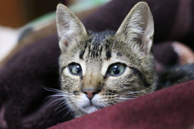 Close-up portrait of tabby cat