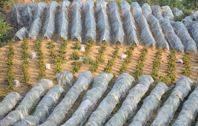 High angle view of fish in row