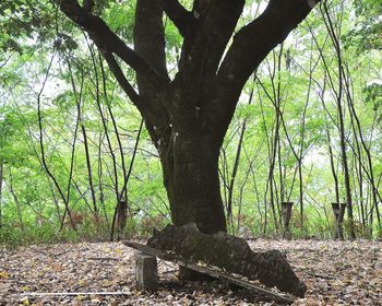 Trees growing on field in forest